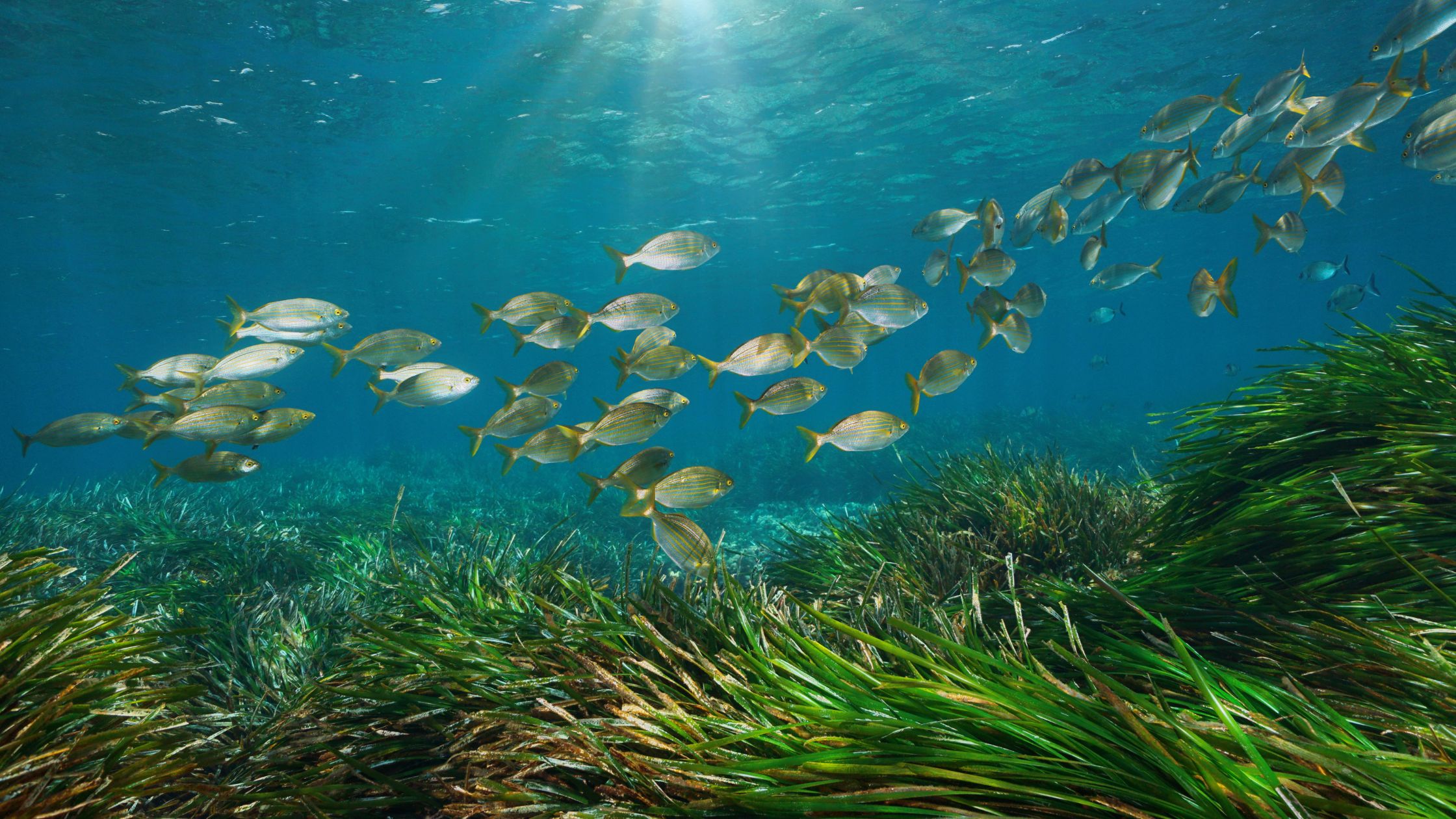 protecting posidonia in ibiza and formentera essential guidelines for sustainable boating 03