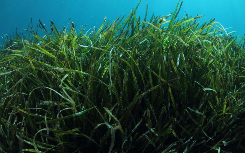 Protección de la posidonia en Ibiza y Formentera: directrices esenciales para una navegación sostenible
